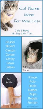 Simba is the most popular choice for male cat names while nala topped the chart for female cat names. Ideas For Names For Male Cats Cat Name Ideas For Male Cats Do You Have A New Cat Names Names For Male Cats Cats