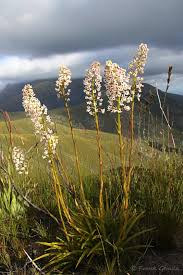 Image result for Holothrix macowaniana