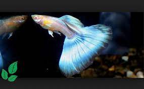 Ikan hias air asin (laut) dan juga ikan hias air tawar. 15 Jenis Ikan Guppy Populer Di Dunia Tokopedia Blog