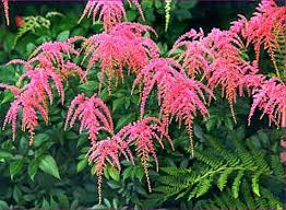Live plants are usually cut back for ease of shipment but plenty of healthy/new growth will surely follow. Astilbe Ostrich Plume Dahlia Barn