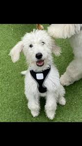 Oops we've been a little distracted of late! Little Floof, Marley is just a  darling, so happy to have her in our family 👪 ❤ 🐶