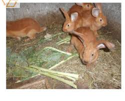 Par contre le lapin bélier n'est pas un lapin fermier mais un lapin nain ce n'est pas un gros gabarit. Lapins Fermier Animaux Mars Clasf