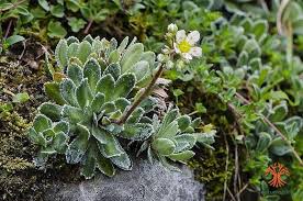 Image result for Galiniera saxifraga