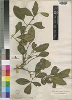 Image result for Vepris zambesiaca