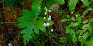 Image result for Rinorea elliptica