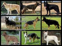 Black And White Spotted Shepherd Dog Dogs That Have White Spots On The Chest Or Feet Are Also Acceptable But Not Preferrable Their Nose Shoul Perros Pastor Aleman Razas De Perros Tipos De Perros