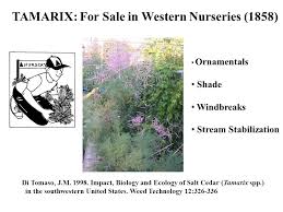 This property is not currently available for sale. Tamarix Salt Cedar Tamarix Angiosperm Tamarix Origins In North America Di Tomaso J M Impact Biology And Ecology Of Salt Cedar Tamarix Ppt Download