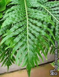 Image result for Blechnum punctulatum