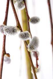 This means that this tree does have. Hangende Katzchenweide Salix Caprea Pendula Gunstig Online Kaufen