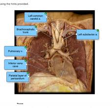 The blood vessels are part of the circulatory system and function to transport blood throughout the body. Lab 7 Blood Vessels Flashcards Quizlet