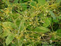 Image result for Cuscuta abyssinica
