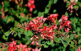 Image result for Bauhinia galpinii