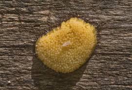 Image result for Stemonitis splendens