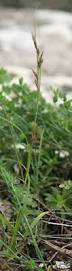 Image result for Carex steudneri