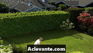 Terdapat pelbagai spesies pokok renek berbunga pelbagai ketinggian yang menarik sesuai untuk dijadikan pagaran. Apa Yang Ada Pokok Atau Pokok Renek Yang Boleh Digunakan Untuk Menyediakan Privasi Hobi 2021