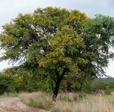 Image result for Acacia davyi