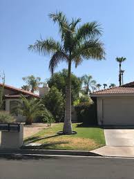 Image result for Roystonea