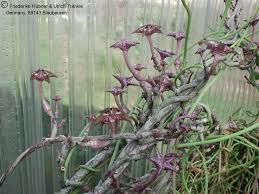 Image result for Ceropegia cimiciodora