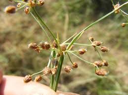 Image result for Fimbristylis quinquangularis