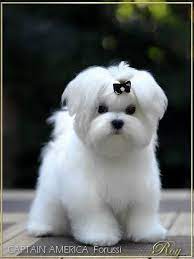 Take Care Of Your Dog Well With These Tips Beka Host Everything About Dogs And Dogs Care Cute Puppies Maltese Puppy Maltese Dogs