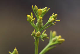 Image result for Thesium whyteanum