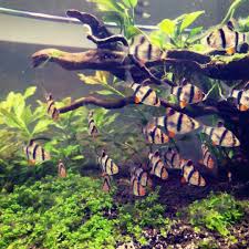Tiger Barb Fresh Water Fish Tank Tropical Fish Tanks Fish Tank