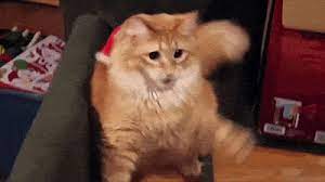 A Pet Cat Gif 41210 Funny Cat Gifs Funny Gifs Cat Gifs Cat Gif Funny Cat Videos Cute Animals