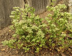 Image result for Polycarpon tetraphyllum