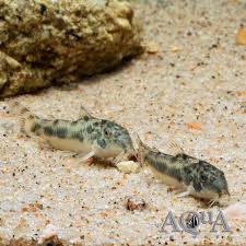 Image result for Kotschya sp.no.A