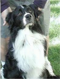 Use petfinder to find adoptable pets in your area. Bordernese Dog Breed Information And Pictures