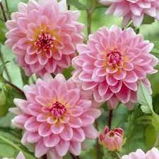 Dahlia Bulbs Tubers For Sale Buy Flower Bulbs In Bulk Save Spring Flowering Bulbs Bulb Flowers Spring Plants