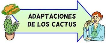 Los cactus, a pesar de ser resistentes al clima y a las plagas, necesitan ciertos cuidados que no puedes dejar pasar. Caracteristicas De La Fotosintesis Botanical Online