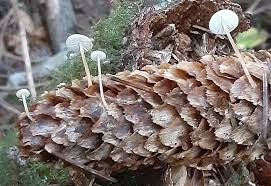 Image result for Strobilurus conigenoides