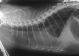 736 x 736 jpeg 111 кб. Radiology Chest Excl Heart And Lungs Cats Vetlexicon Felis From Vetstream Definitive Veterinary Intelligence