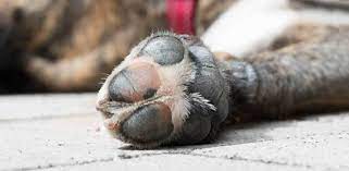 What Causes Dry Cracked Dog Paws Proper Care Remedies Daily Dog Stuff
