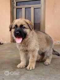 Mix breed caucasian shepherd for sale. Caucasian Puppy Caucasian Shepherd Dog Dogs Puppie Price In Jos South Nigeria Olist