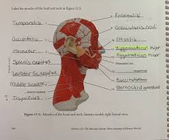 Partly act as accessory muscles for respiration. Label The Muscles Of The Head And Neck In Figure Chegg Com