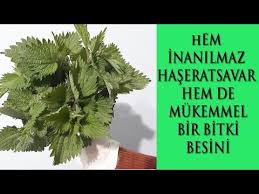 Isirgan Otu Ile Mucizevi Etki Iddia Ediyorum Muhtesem Isirgan Ile Bocek Ilaci Dead Nettle Benefits Youtube Organik Bahcecilik Fikirleri Bitki Otlar