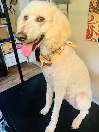 What company is recommended for purchasing and installing a mini split HVAC  system?