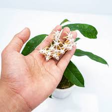Image result for hoya multiflora