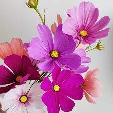 Cosmos In Doublette And Italian German Florist Crepepapers Next Two Posts Over A Casual Florilegiu Paper Flower Art Flower Bouquet Painting Cosmos Flowers