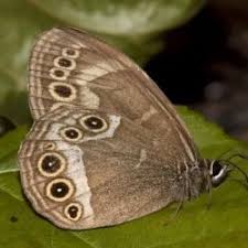 Image result for Lopinga achine