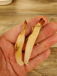 Image result for Monothecium glandulosum