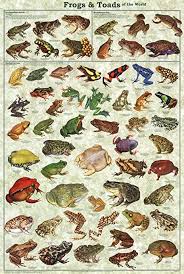 Amazon Com Ranas Y Sapos Del Mundo Educational Poster De 24 X 36 En Hogar Y Cocina