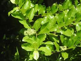 Image result for Premna tanganyikensis