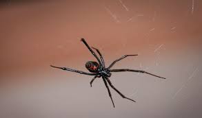 Black widow eat sun scorpions which eat locuts and grasshoppers. Black Widow Spider Facts Bite Habitat Information