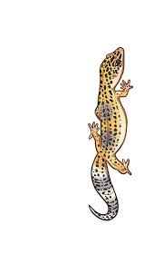 Fastwalking Normal Leopard Gecko Vertical By Orvarsphinx Gecko Tattoo Leopard Gecko Cute Reptiles