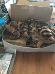 At healthy pets animal hospital our primary task is to encourage the pet family bond by maintaining the highest standards in veterinary medicine. Pin On Bengalkatzen