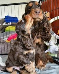 Pin By Patricia Spana On English Cockers In 2020 Cocker Spaniel Puppies Cocker Spaniel Spaniel