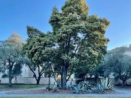 نتیجه جستجوی لغت [acacia] در گوگل